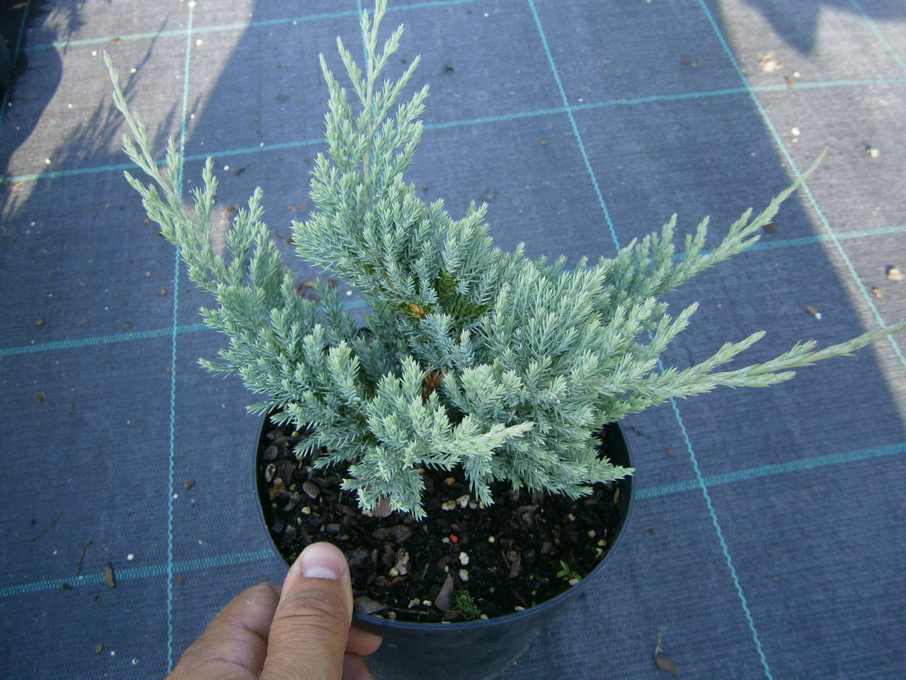 

Можжевельник горизонтальный Блю Чип 25-30 см (С2)