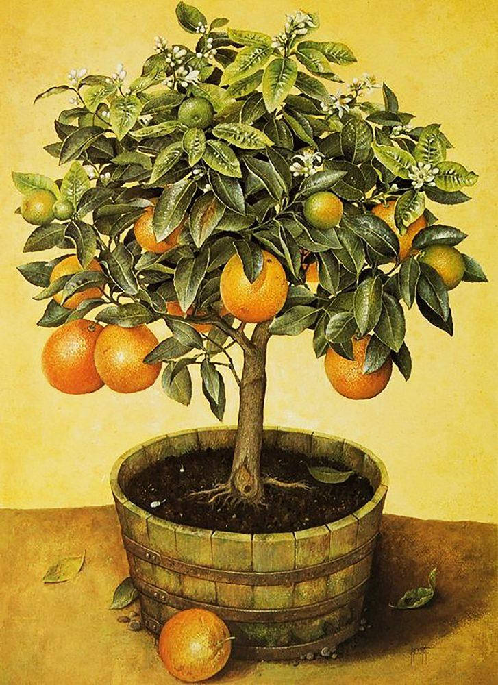 

Набор алмазной вышивки "Апельсиновое дерево". Художник Jоse Escofet