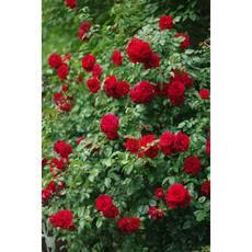 

Саженцы плетистых роз Амадеус