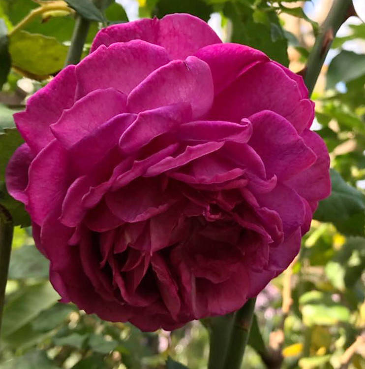 

Роза Янг Лисидас. (ввв). Английская роза