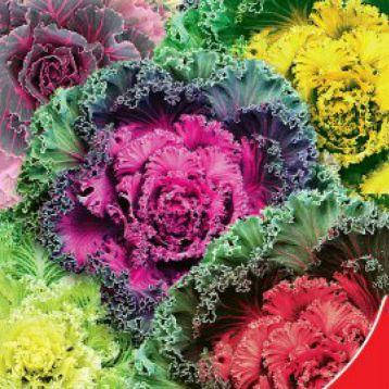 

Семена Цветы Капуста Премиум декоративная 0,25г GL Seeds (1828), Разные цвета