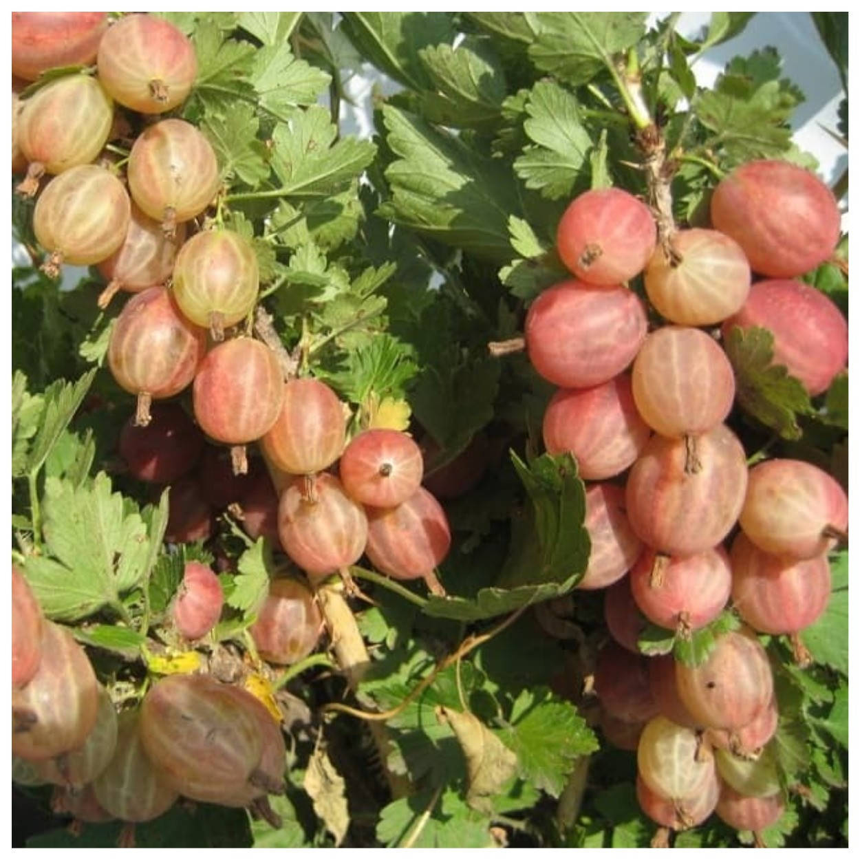 

Крыжовник Пакс