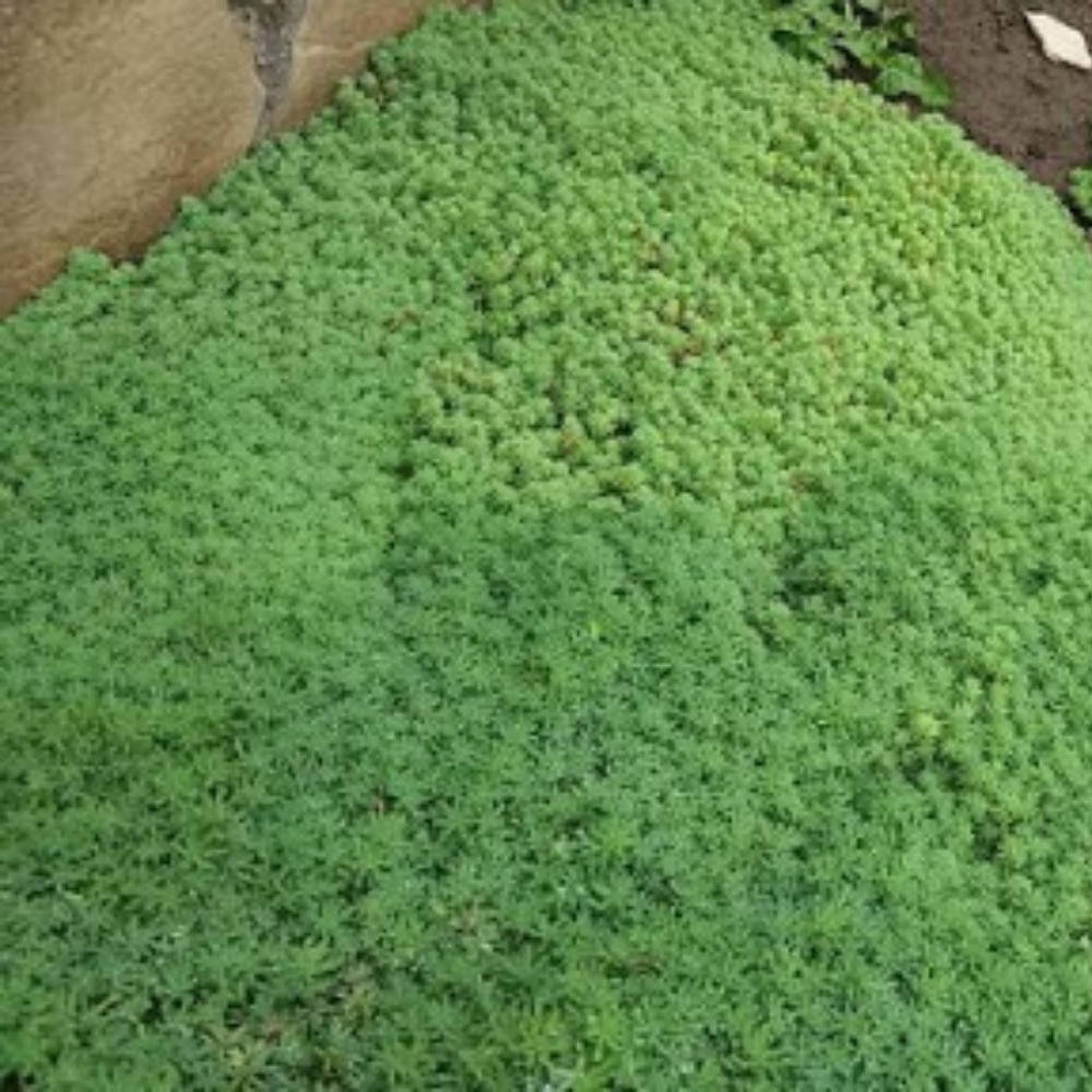 

Седум «Опелайн» Очиток густолистный «Опелайн» Sedum dasyphyllum «Opaline» (9)
