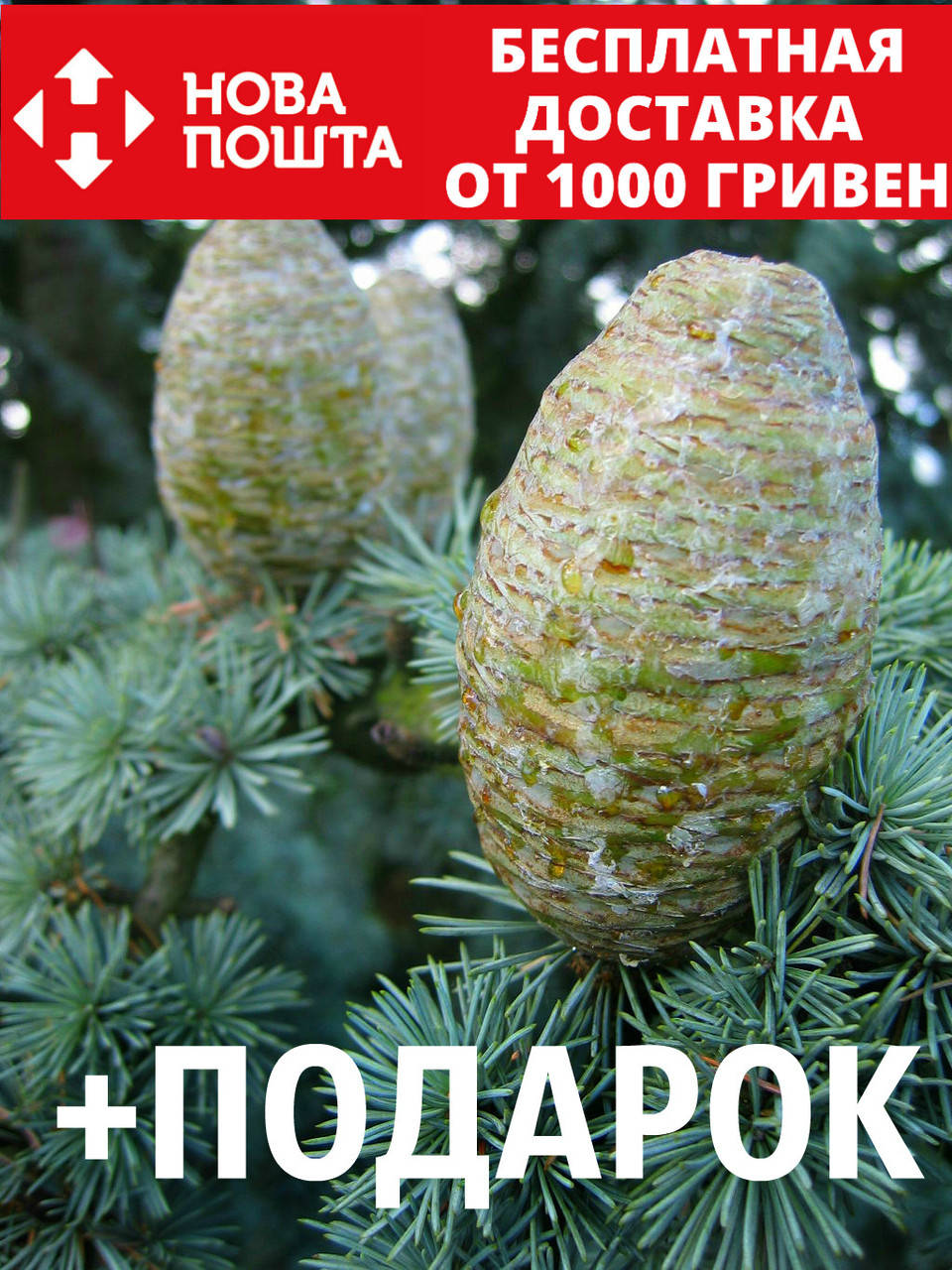 

Кедр атласский семена 20 шт (Cédrus atlántica) для саженцев + инструкции + подарок