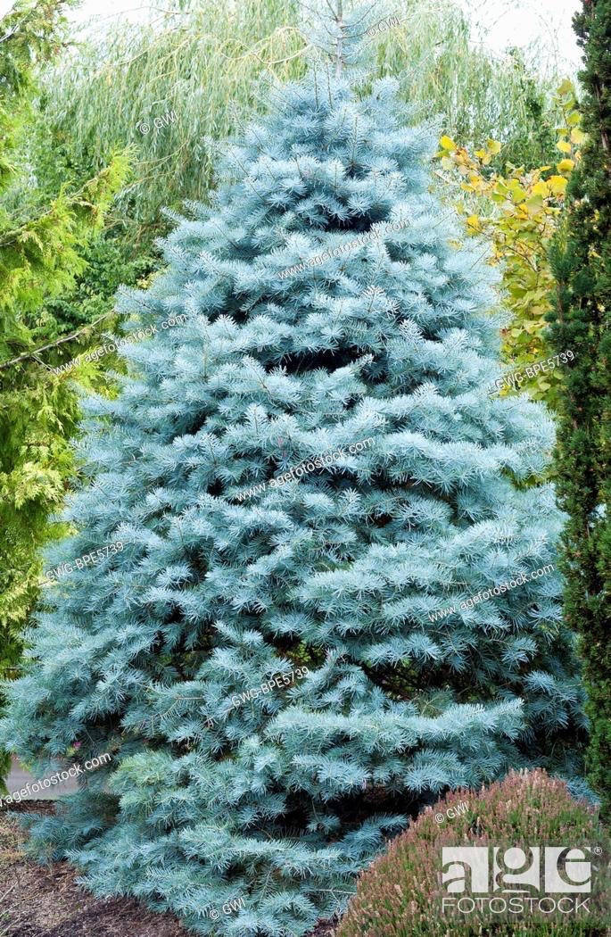 

Abies concolor Blue Cloak
