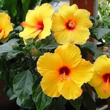 

Гибискус желтый (китайская роза), Hibiscus rosa-sinensis