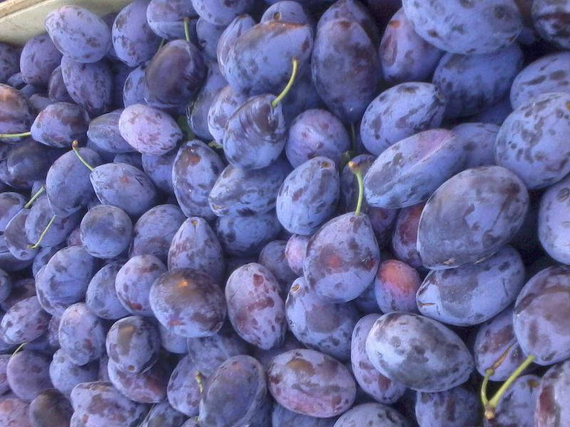 

Слива Стенлей