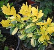 

Самшит вечнозеленый "Aureovariegata" 10-15 см, 1-летки, контейнер 0,5 л