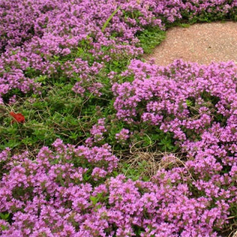 

Чабрец Coccineus (рассада)