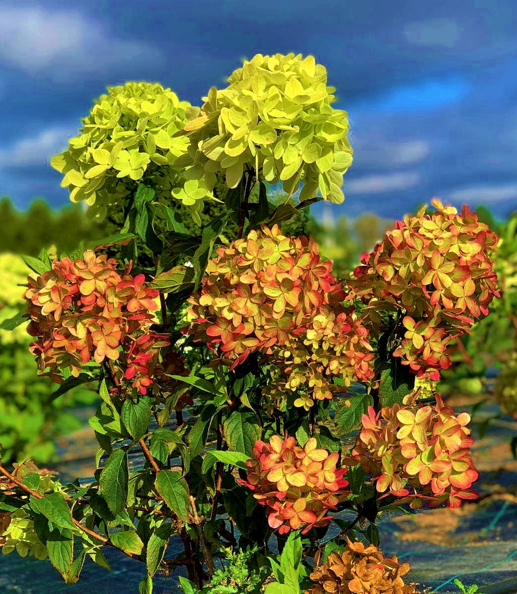 

Гортензия метельчатая Граффити \ Hydrangea paniculata Graffiti ( саженцы 3 года)