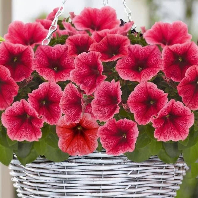 

Семена петунии поштучно 10 шт, с прожилками Virtuoso Strawberry