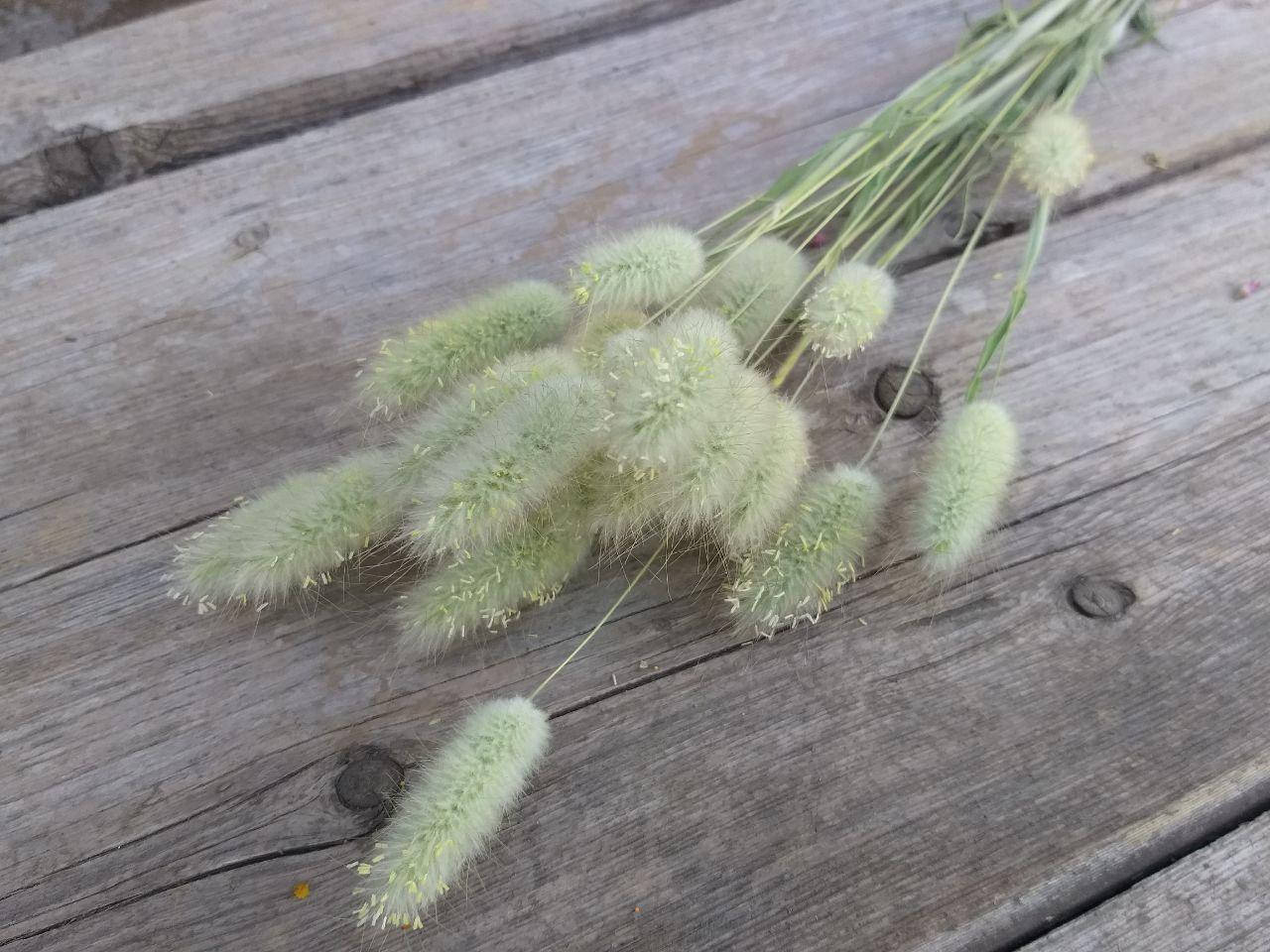 

Лагурус зайцехвост, Lagurus ovatus сухоцвет, 25 пушистиков в букете