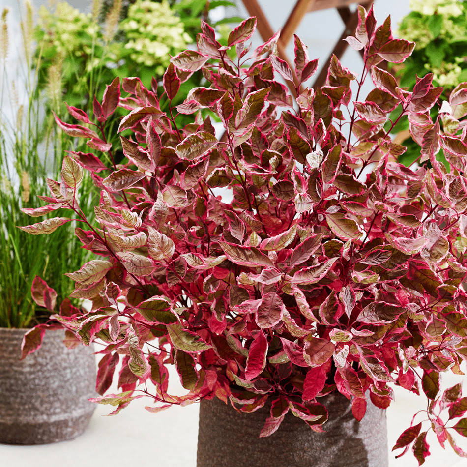 

Дерен белый Миракл / Cornus alba Miracle / С3