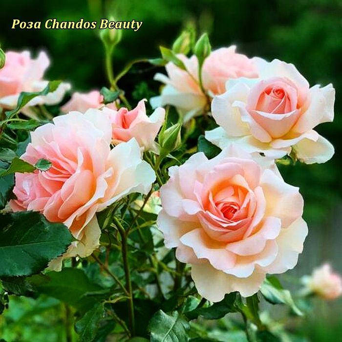 

Роза чайно-гибридная Chandos Beauty (Чандос Бьюти)