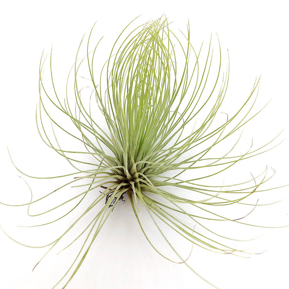 

Тилландсия атмосферная Андреана (Tillandsia Andreana)