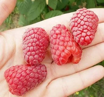 

Малина "Пшехиба"