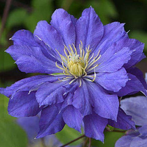 

Клематис Коперникус (Copernicus)