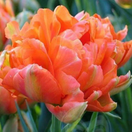 

Тюльпан Orange Princess (Оранж Принцесс), Оранжевый
