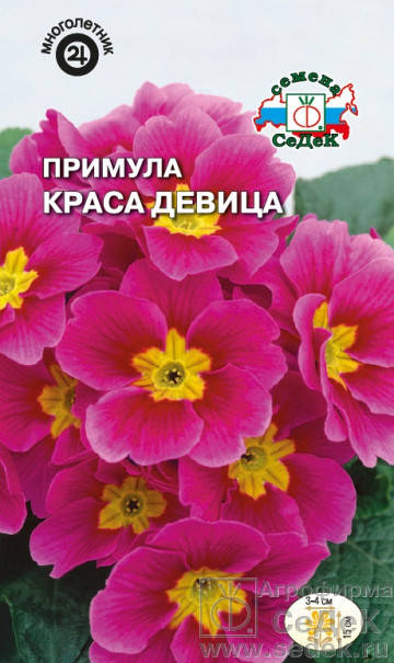

Семена Примула Краса Девица 5 семян Седек, Розовый