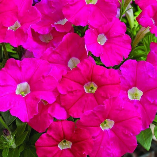 

Семена цветов Петуния миллифлора Пикобелла F1 Роуз 10 шт Syngenta