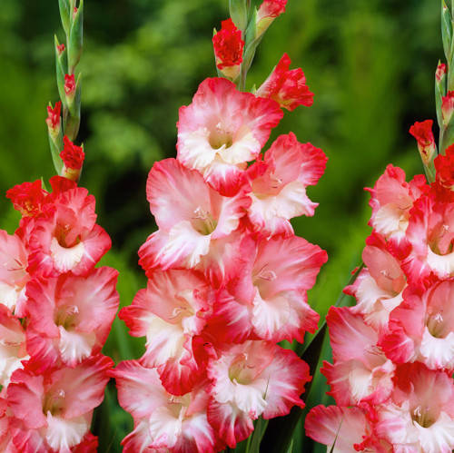 

Луковицы Гладиолус Pink Lady