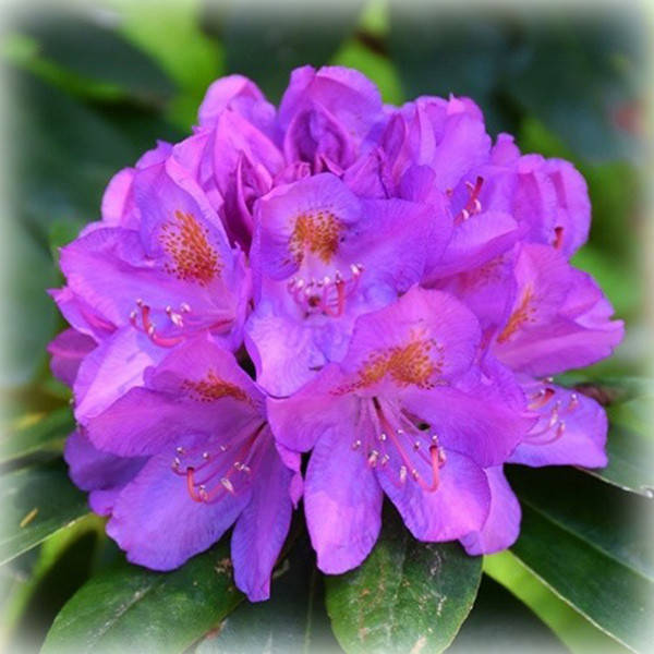 

Рододендрон кетевбинский Грандифлорум (Grandiflorum)