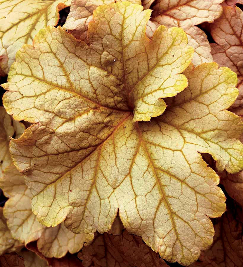 

Гейхера " Топас Джаз" \ Heuchera Topaz Jazz ( саженцы ЗКС)