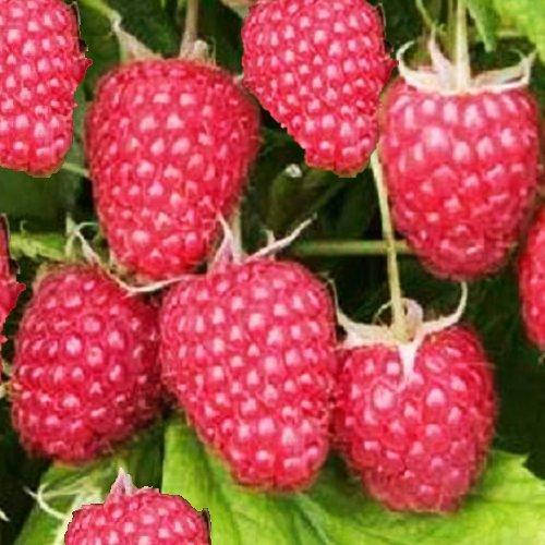 

Малина "ПОЛАНА" ('Polana') / Саженцы / Ремонтантный сорт