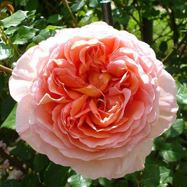 

Роза Abraham Darby, Саженец
