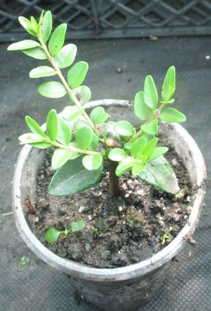 

Жимолость блестящая Майгрюн. Укорененные черенки в Д5.