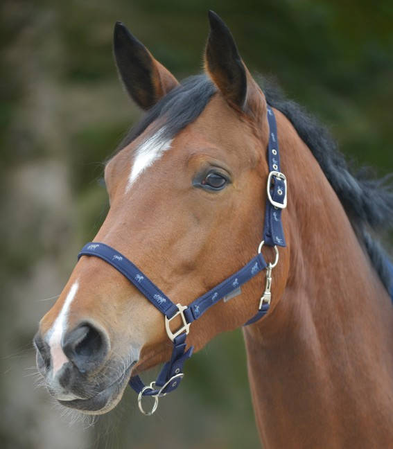 

Недоуздок для лошади Horsemotif, Waldhausen