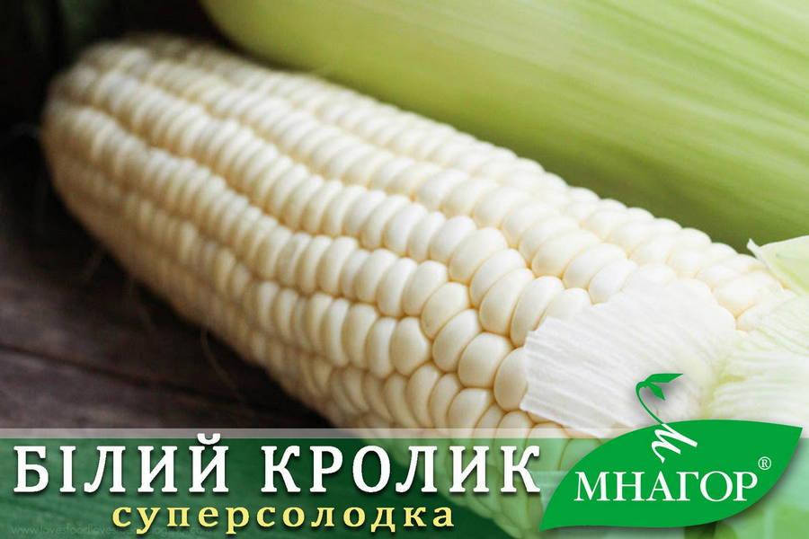 

Сахарная кукуруза Белый Кролик F1, Sh2-тип, молочно-белое зерно, 200 семян на 30 м², 78-80 дней