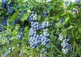 

Сорт голубики «Джерси» 3 рични