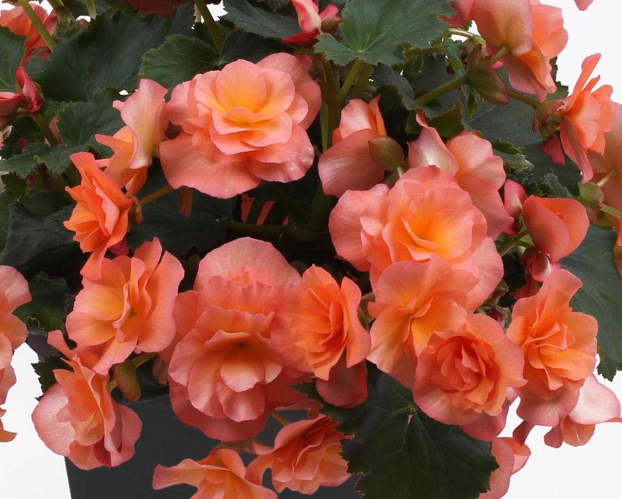 

Бегония ампельная Бегония Solenia Apricot