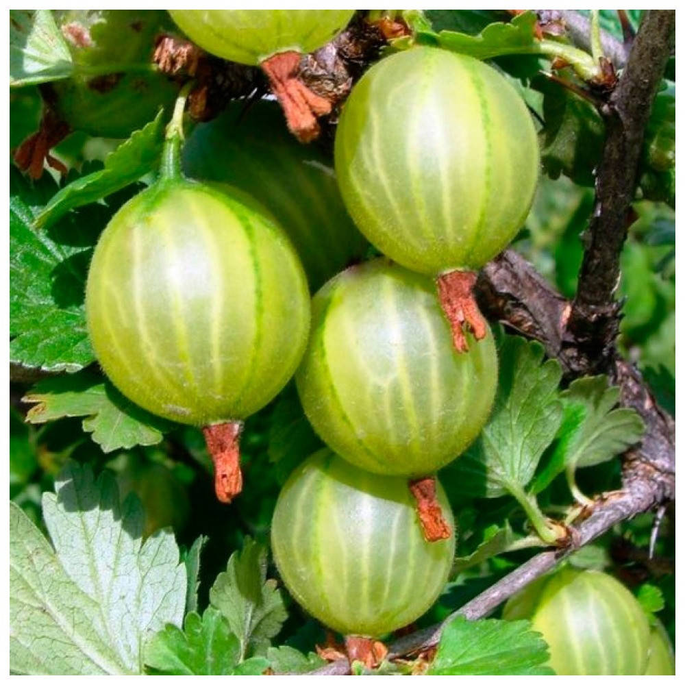 

Крыжовник Донецкий крупноплодный