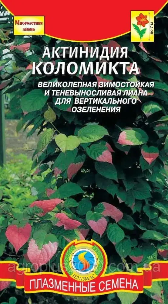 

Семена Актинидия Коломикта 10 семян Плазменные семена, Разные цвета