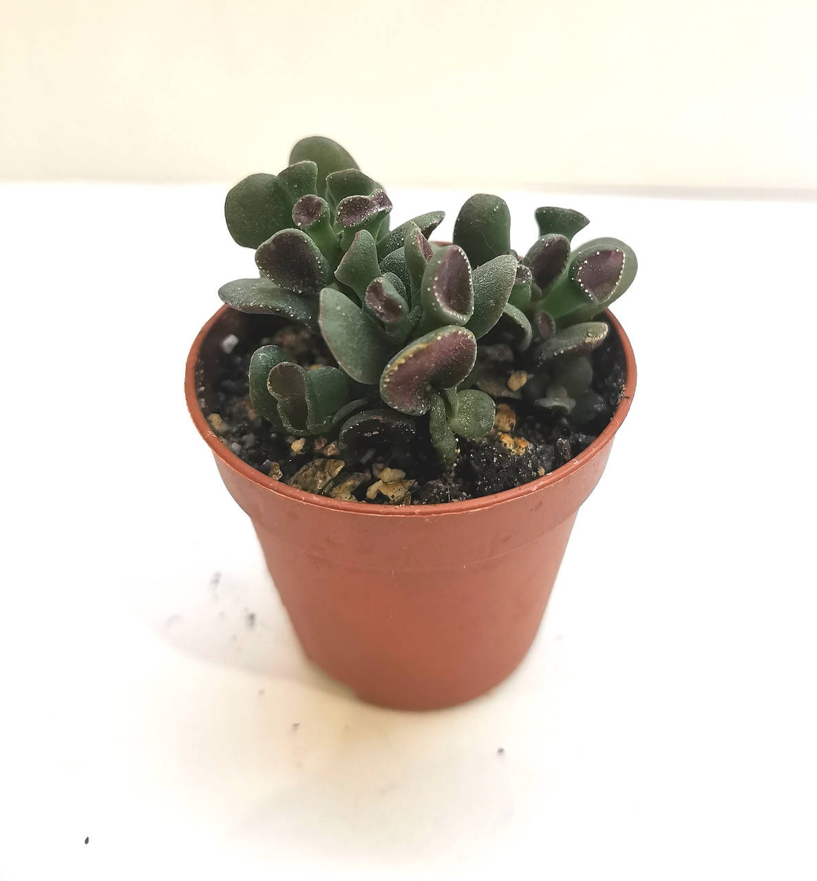 

Крассула Crassula hobbit Суккулент Комнатное растение