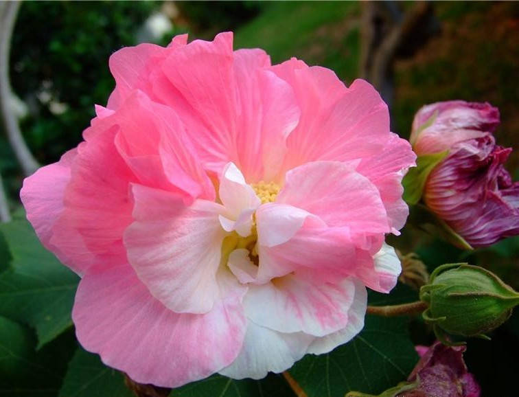

Гибискус Изменчивый (Mutabilis)