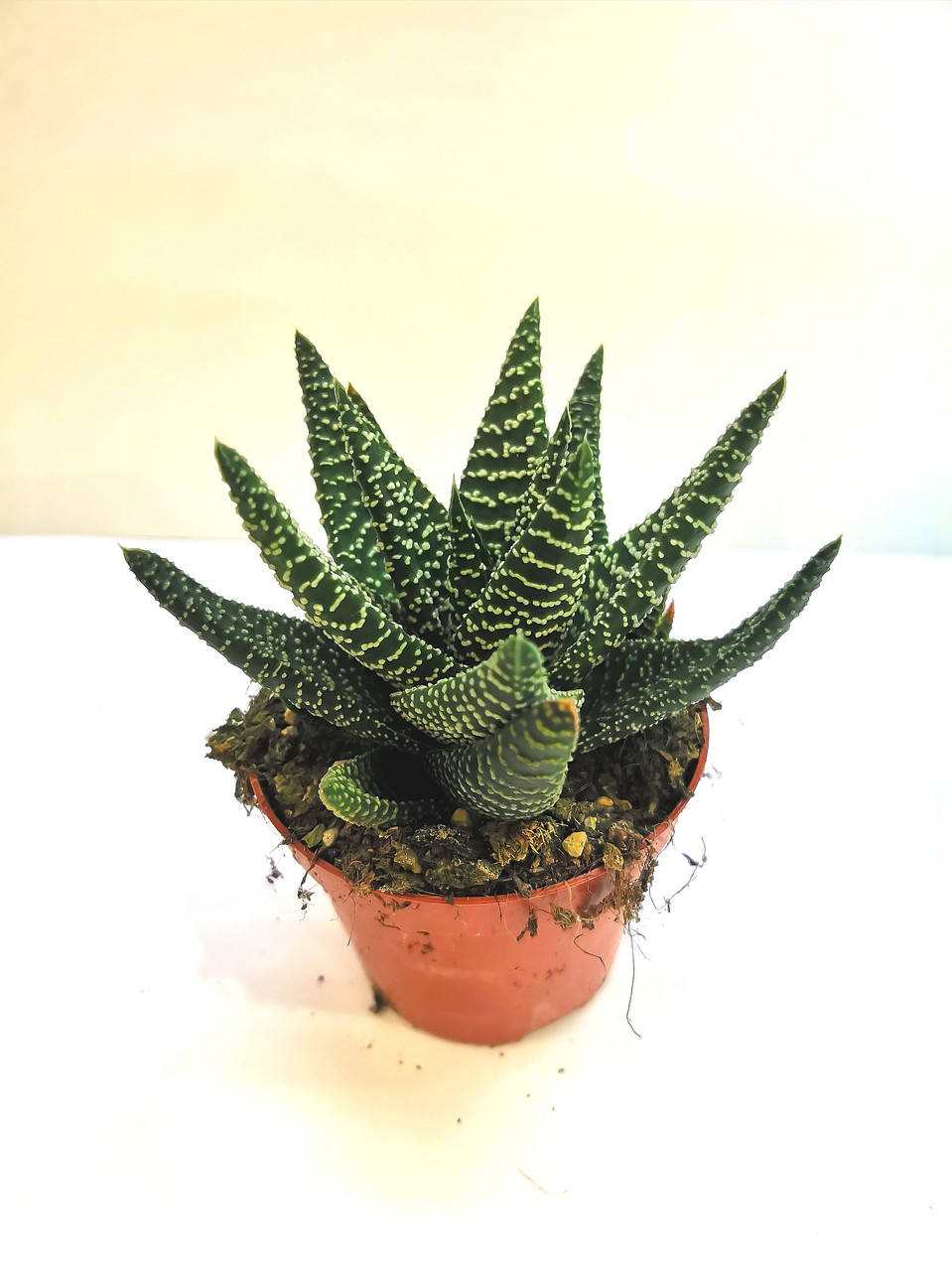 

Гастервортия роял хайнес Gasterhaworthia royal highness Суккулент Комнатное растение
