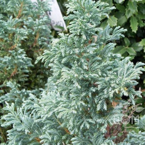 

Кипарисовик Буленвард, Chamaecyparis pisifera 'Boulevard'