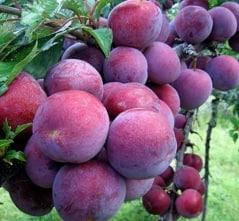 

Саженцы Сливы "Ренклод Альтана" (средний срок созревания)