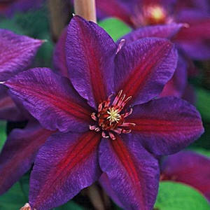 

Клематис Mrs N. Thompson