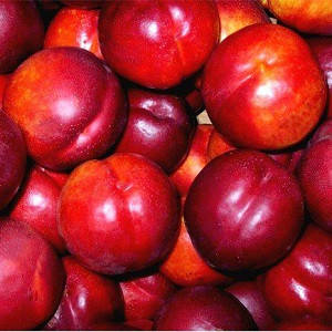 

Нектарин краснолистный Медведевский