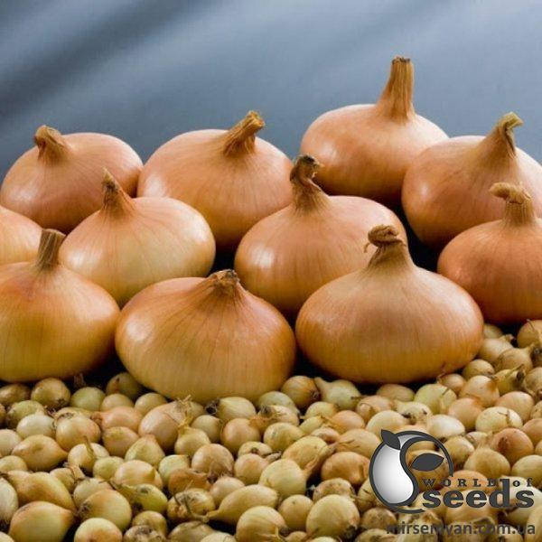 

Лук севок "Штутгартен Ризен" 10кг сетка (Nederland)