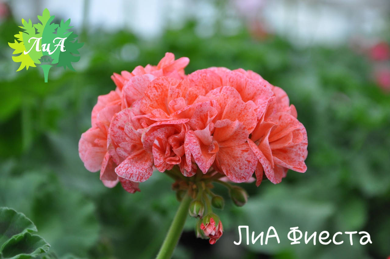 

Пеларгония ЛиА Фиеста (18с)