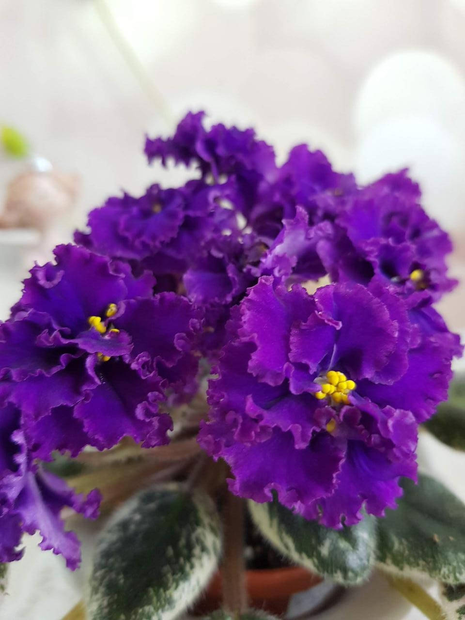 

Фиалка ЛЕ-Тедди вкорінений лист, Фиолетовый