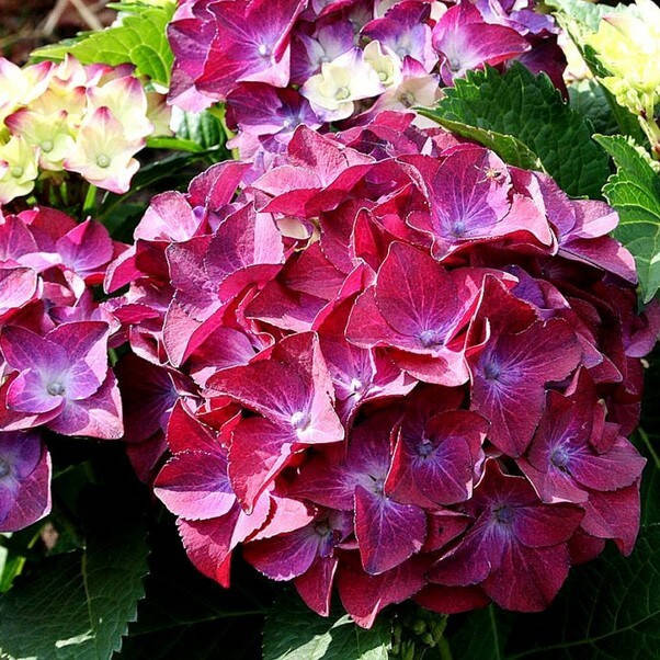 

Гортензия крупнолистная Royal Red Purple