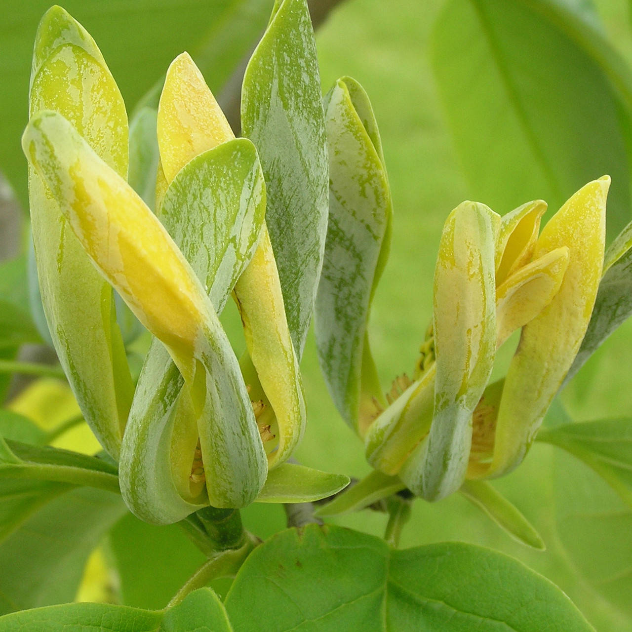 

Магнолия "Acuminata" (возраст саженца 3 года)