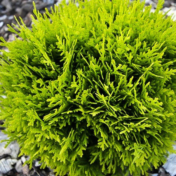 

Туя западная Мириам, Thuja occidentalis Mirjam