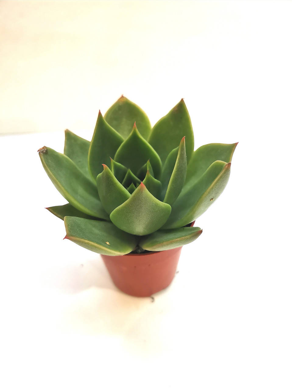

Ехеверия Echeveria agavoides Суккулент Комнатное растение